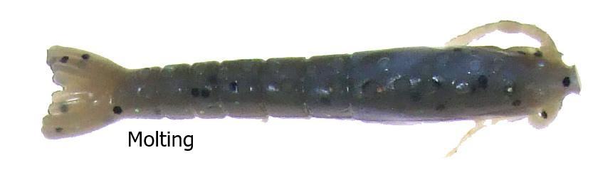 Berkley Gulp Shrimp Lures