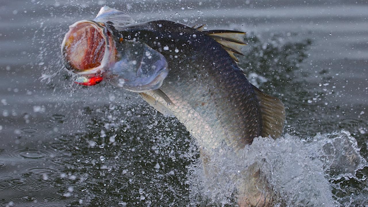 best lures for barra fishing Barramundi Lure Pack Lures To Make The Barra