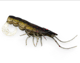 Chasebaits Curly Prawn 60mm Lures