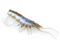 Chasebaits Curly Prawn 60mm Lures