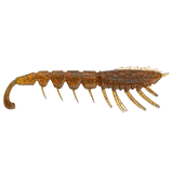 Rapala Crush City The Imposter 3in Lures