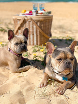 Alohra Hand Made Oval Picnic Basket With Bonus 15pce Utensil Kit