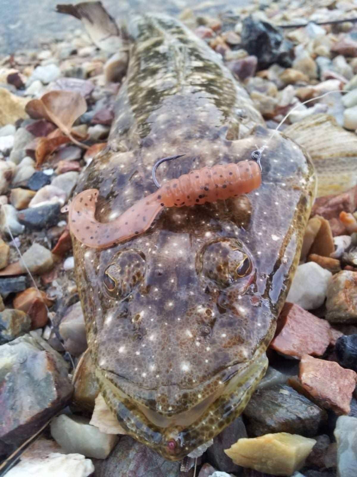 TT Tournament HWS Jigheads