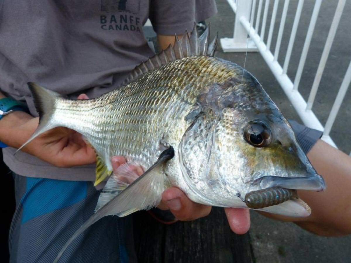 TT Tournament HWS Jigheads